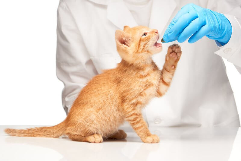 vermifuger votre chat